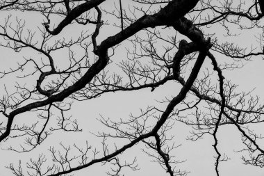 Çıplak dal ağaç arka plan