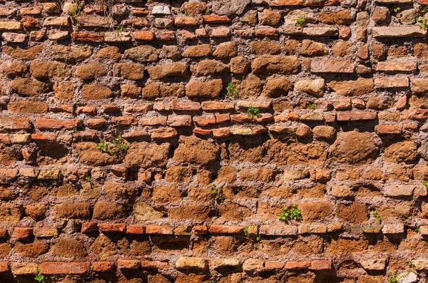 Alte Mauer mit Pflanzen Hintergrund — Stockfoto