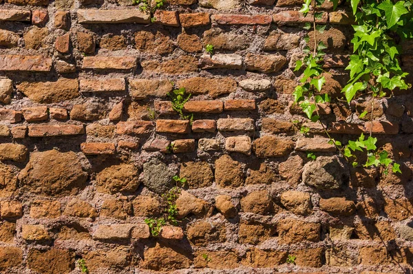 Alte Mauer mit Pflanzen Hintergrund — Stockfoto