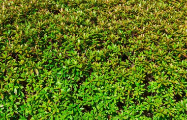 Yeşil çit arka plan