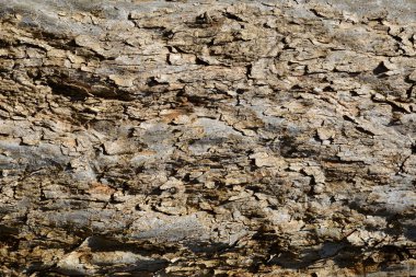 Eski ağaç kabuğu arkaplanı