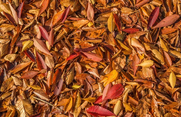 Sonbahar ve yeşillik arka plan