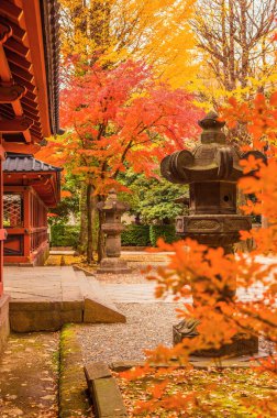 Nezu Tapınağı sonbahar görünümü