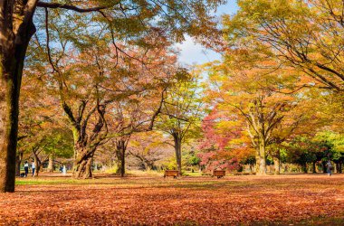 Yoyogi Park sonbahar manzarası