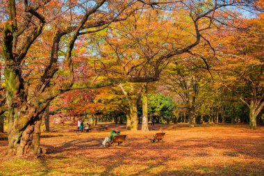 Yoyogi Park sonbahar manzarası
