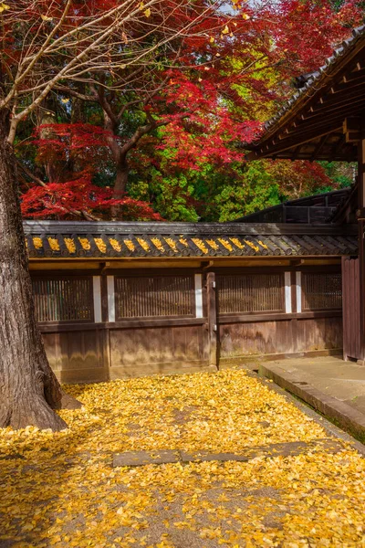 Automne Feuillage Japon Feuilles Érable Rouge Ginkgo Jaune Près Ancien — Photo