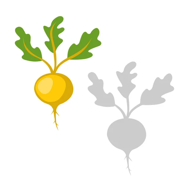 Vector Illustration vegetables of turnip — стоковый вектор