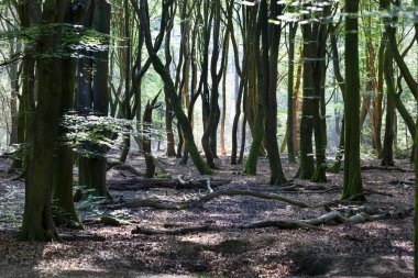 Veluwe Hollanda Speulderbos veya orman dans ağaçların üzerindedir