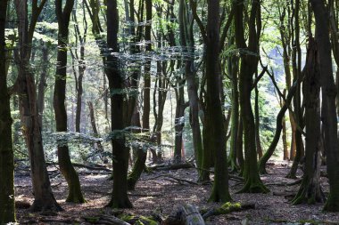 Veluwe Hollanda Speulderbos veya orman dans ağaçların üzerindedir