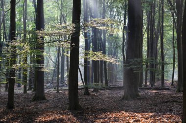 Veluwe Hollanda Speulderbos veya orman dans ağaçların üzerindedir