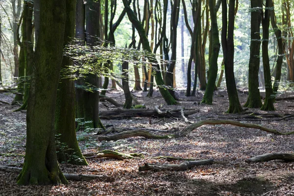 Speulderbos Bosque Los Árboles Danzantes Encuentra Veluwe Los Países Bajos —  Fotos de Stock