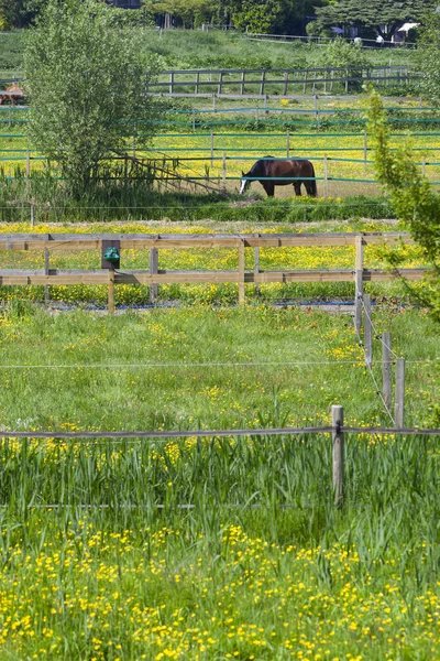 Cavalo Num Pasto Cercado Roterdão Nos Países Baixos — Fotografia de Stock