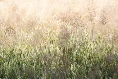 Çim tüyü ile buğday tarlası