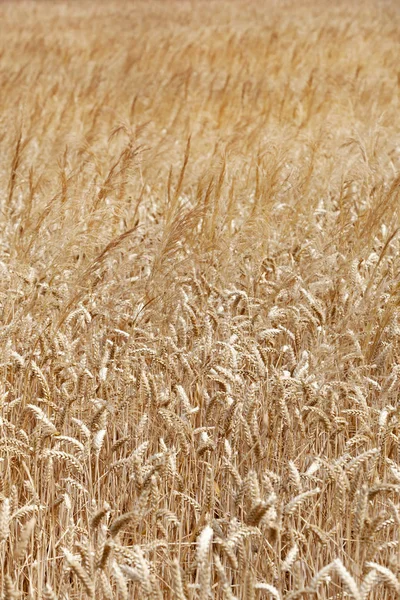 Пшеничне поле з пір'ям трави — стокове фото
