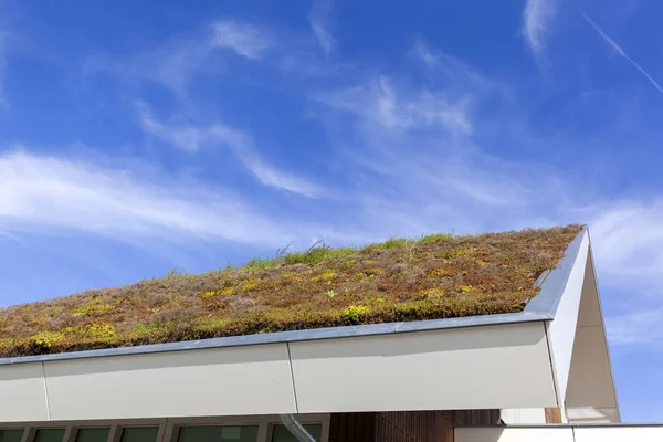 オランダの生態学的緑の屋根 — ストック写真