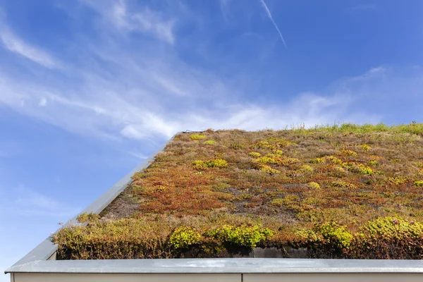 Techo ecológico verde en los Países Bajos —  Fotos de Stock