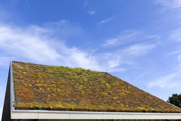 Techo ecológico verde en los Países Bajos —  Fotos de Stock