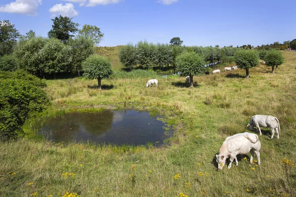 Vacas Perto Uma Lagoa Nos Prados Zeeuws Vlaanderen Nos Países — Fotografia de Stock