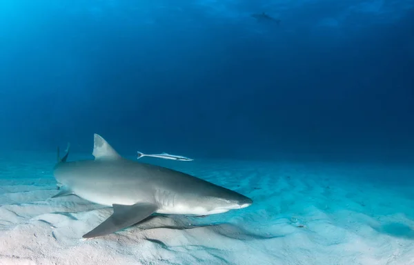 Φωτογραφία Δείχνει Έναν Καρχαρία Στις Μπαχάμες — Φωτογραφία Αρχείου