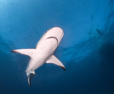 Resim, Bahamalar 'daki Karayip resif köpekbalığını gösteriyor.