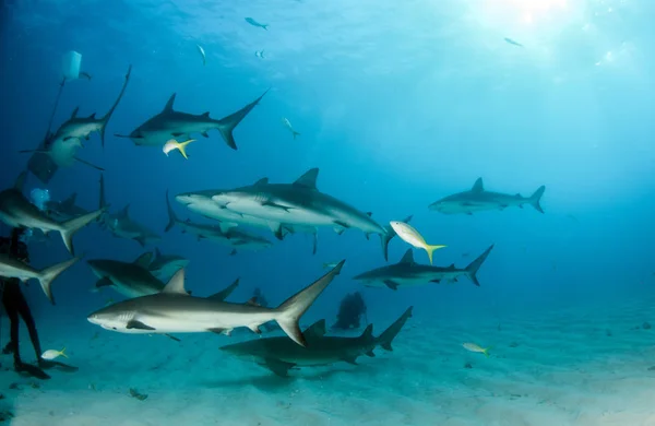 Photo Montrant Requin Des Caraïbes Aux Bahamas — Photo