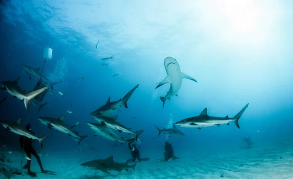 写真はバハマのカリブ海のサンゴ礁のサメを示しています — ストック写真