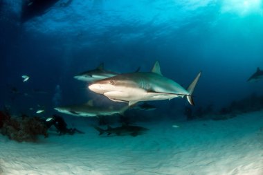 Resim, Bahamalar 'daki Karayip resif köpekbalığını gösteriyor.