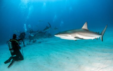 Resim, Bahamalar 'daki Karayip resif köpekbalığını gösteriyor.