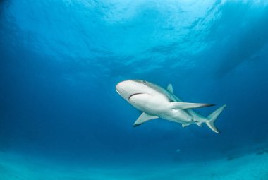 Resim, Bahamalar 'daki Karayip resif köpekbalığını gösteriyor.