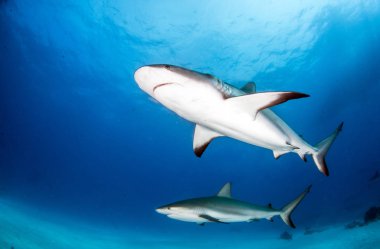 Resim, Bahamalar 'daki Karayip resif köpekbalığını gösteriyor.