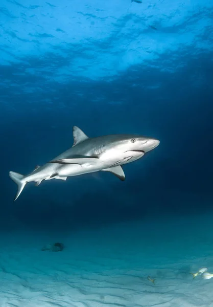 Photo Montrant Requin Des Caraïbes Aux Bahamas — Photo