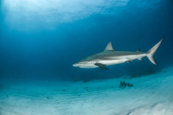 Photo Montrant Requin Des Caraïbes Aux Bahamas — Photo