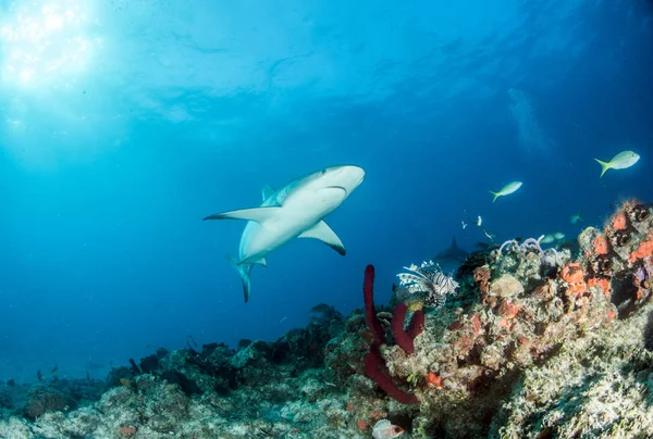Picture Shows Caribbean Reef Shark Bahamas — Stock Photo, Image