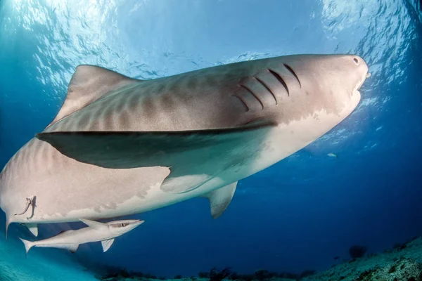 Picture Shows Tiger Shark Bahamas — Stock Photo, Image