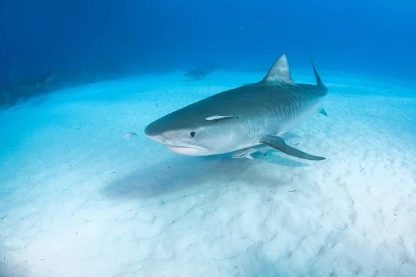 图片显示在巴哈马的虎鲨 — 图库照片