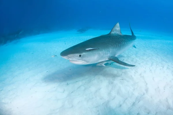 Afbeelding Toont Een Tijgerhaai Bahamas — Stockfoto