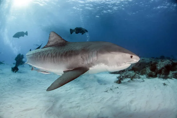 Foto Mostra Tubarão Tigre Nas Bahamas — Fotografia de Stock