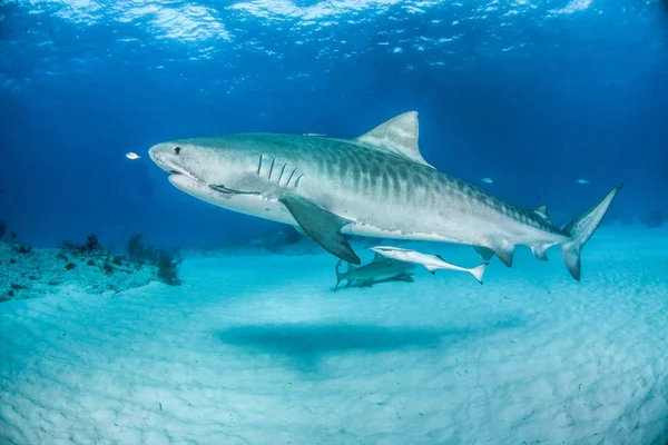 Картинке Изображена Тигровая Акула Багамах — стоковое фото