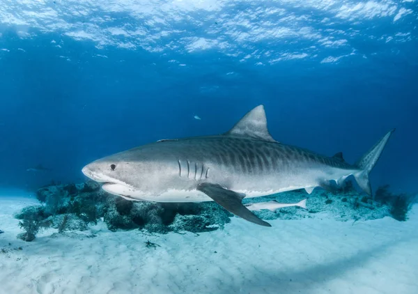 Afbeelding Toont Een Tijgerhaai Bahamas — Stockfoto