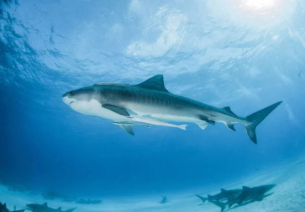 图片显示在巴哈马的虎鲨 — 图库照片