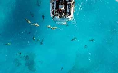 Köpekbalıkları, Bahamalar bir dron görünüm resmi gösterir