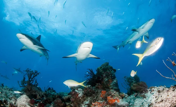 写真はバハマのカリブ海のサンゴ礁のサメを示しています — ストック写真