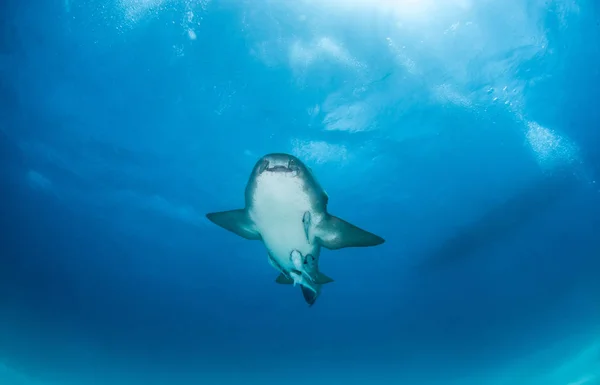 Bilden Visar Sjuksköterska Haj Bahamas — Stockfoto