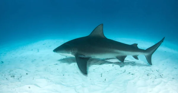 Képen Egy Bika Cápa Bahama Szigetek — Stock Fotó