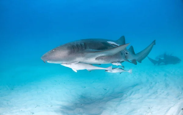 Képen Egy Nővér Cápa Bahama Szigetek — Stock Fotó