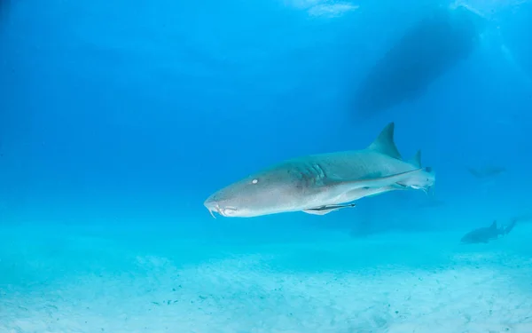 图片显示在巴哈马的一只护士鲨鱼 — 图库照片