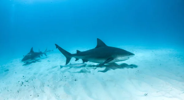 Picture shows a Bulls shark at the Bahamas