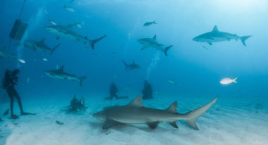 Bahamalar, limon ve Karayip resif köpekbalığı resim gösterir