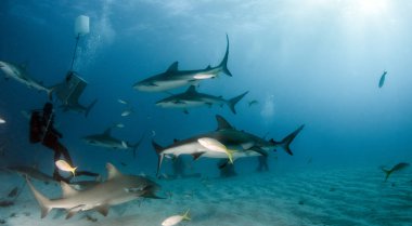 Resim, Bahamalar 'daki Karayip resif köpekbalığını gösteriyor.