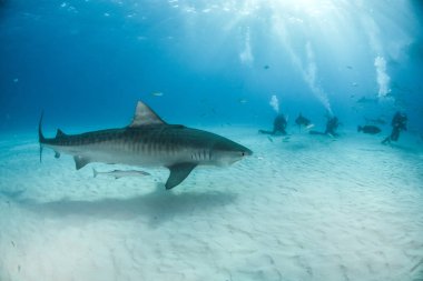 Resim Tigerbeach, Bahamalar 'da bir kaplan köpekbalığını gösteriyor.